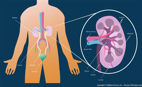 Kidney Anatomy infographic - LifeMap Discovery