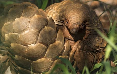 Groundbreaking sentence in pangolin poaching case – African Pangolin ...