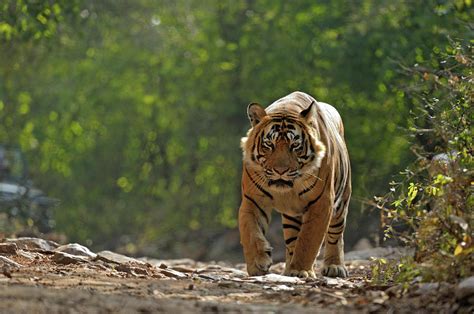 Tiger In Forest Photograph by Aditya Singh - Fine Art America