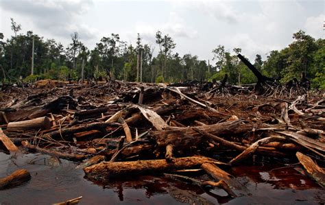 Banks Lent $2.6tn Linked to Ecosystem and Wildlife Destruction in 2019