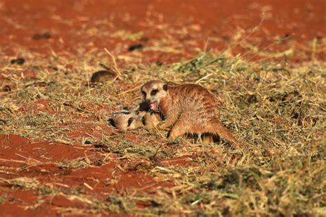 Fighting and Playing Meerkat Suricata Suricatta Stock Photo - Image of natur, namibian: 224702882