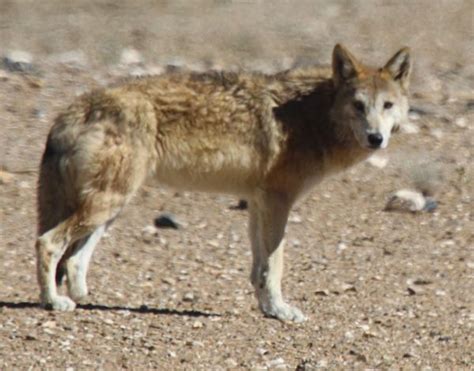 Wild Animals on the Tibetan Plateau - Explore Tibet