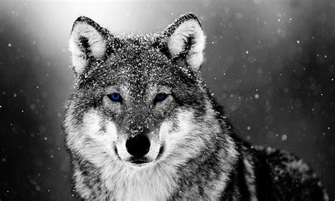 Killer Wolfs Wallpapers - Wallpaper Cave