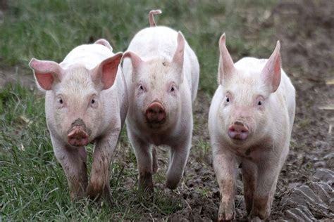 Pig Farming: 7 Important Pig Breeds in India