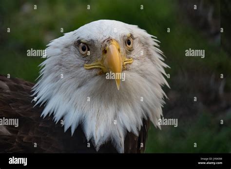 Bald Eagle Head Closeup Stock Photo - Alamy