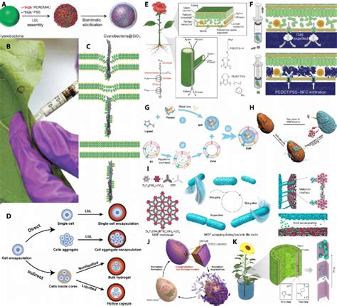 Materials and synthetic strategies and for biohybrid systems. (A ...