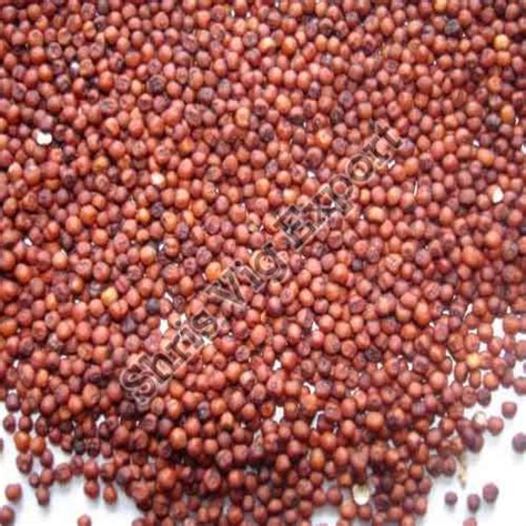 Millet Seeds Manufacturer in Chamarajanagar Karnataka India by Shris ...