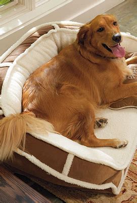 Pin on Pampered Pets