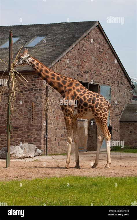 Giraffe feeding in enclosure, Chester Zoo Stock Photo - Alamy