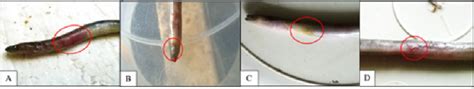 The clinical symptoms in eel: (A) redness; (B) exophthalmia; (C) green... | Download Scientific ...