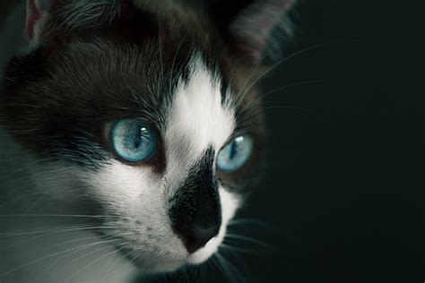 8 Most Common Cat Eye Colors - Facts, Details, & Cat Breeds