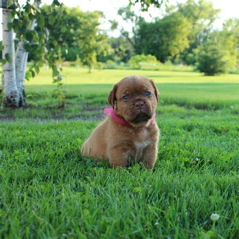 Mastiff Paws: Dogue de Bordeaux puppies