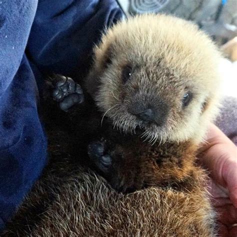 In Otter News on Twitter | Otter pup, Otters cute, Baby sea otters