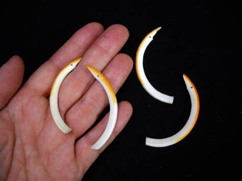 1.5-2.5 DRILLED Porcupine Teeth Incisors Real Bone Tooth Taxidermy ...