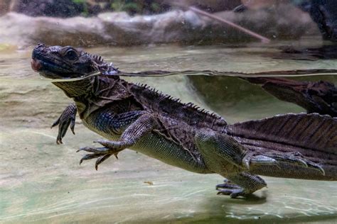 Sailfin Lizard Facts - CRITTERFACTS