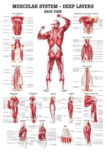 Rudiger Anatomie - The Muscular System - Deep Layers, Back Laminated ...