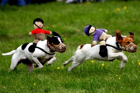 Racing Terriers | The Terrier Race - one of the attractions … | Flickr