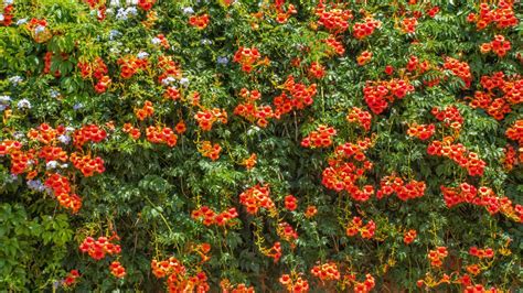 When and how to prune a trumpet vine – to keep these vigorous climbers ...