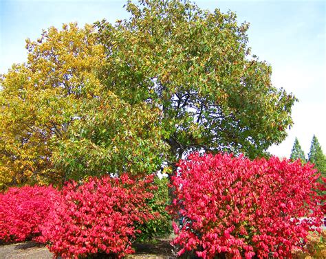 Autumn Trees And Bushes Free Stock Photo - Public Domain Pictures