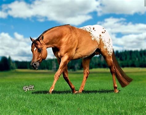 Appaloosa Horse | Appaloosa horses, Horses, Animals