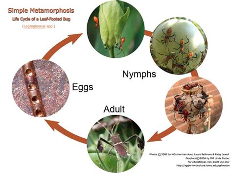 Miss V's Class: Metamorphosis (5.10C)