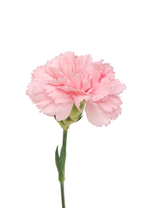 Carnation, Light Pink - Jacksonville Flower Market