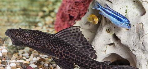 Trinidad/Common Pleco Hypostomus Plecostomus Small, 43% OFF