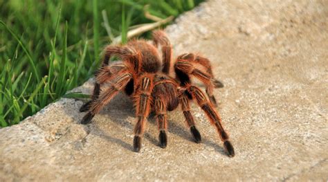 Where To See The Great Tarantula Migration In Colorado | iHeart