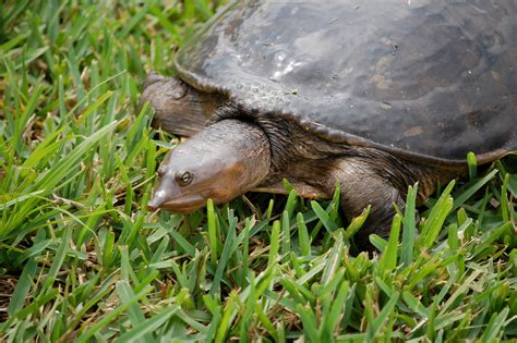 A Guide to Caring for Softshell Turtles as Pets