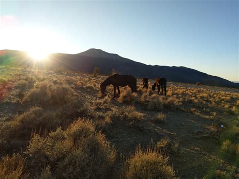 Wild horses of Nevada : r/Horses