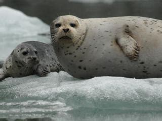 Seals | Species | WWF