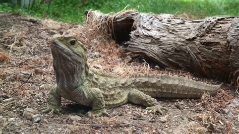 Animals Unique: Tuatara Sphenodon Punctatus