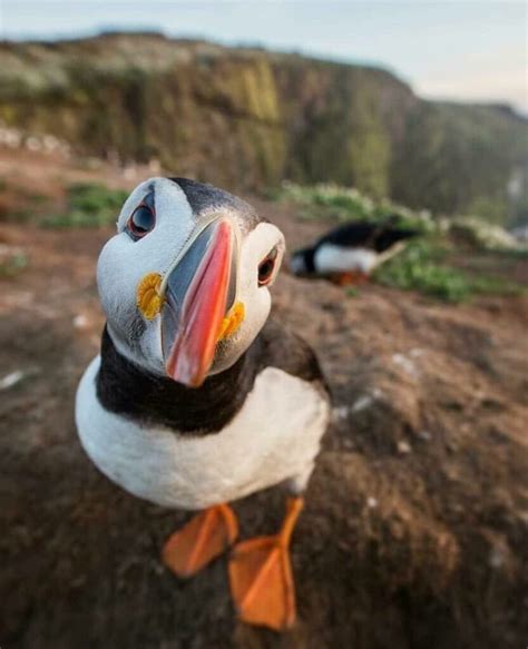 Long live the Puffins in Iceland! Discover how are the colonies doing ...