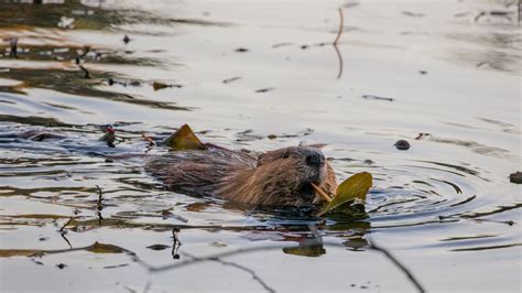 Is the Canon RF 100-400 mm F/5.6-8 a Capable Wildlife Photography Lens? — More Than A Snapshot