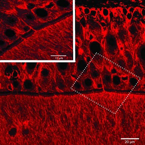 Germ cell differentiation in vertebrates and invertebrates — Biological ...