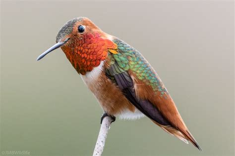 Colibrí de Garganta Azul - Tipos de colibri