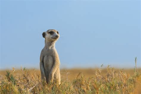 Meerkat Sentry On The Lookout - Wildlife Photography Prints