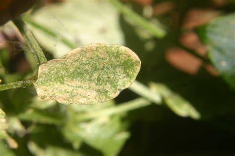 Spider Mites – Control on Tomatoes | Walter Reeves: The Georgia Gardener