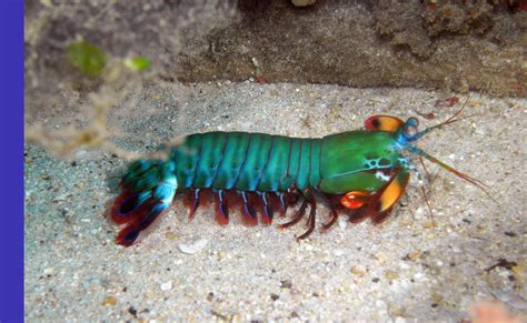 a blue and red shrimp is laying on the sand