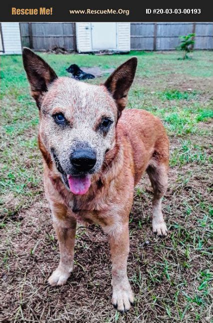 ADOPT 20030300193 ~ Australian Cattle Dog Rescue ~ , FL