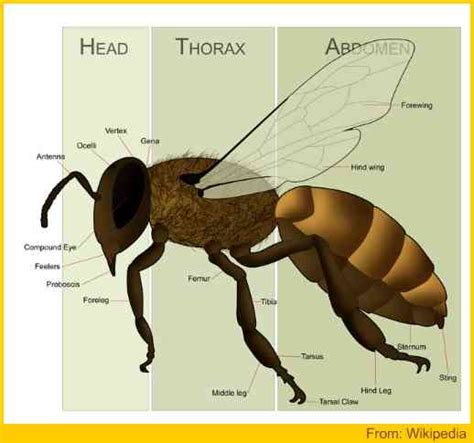 Bee Sting Anatomy