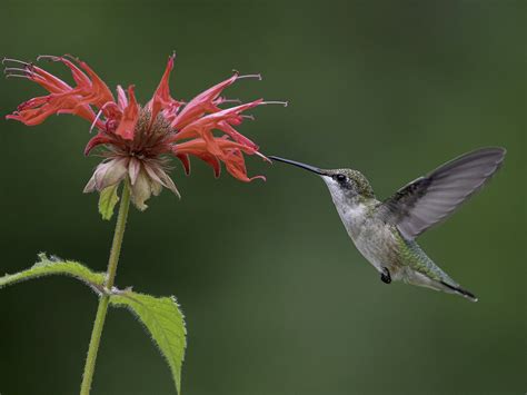 Ruby-throated Hummingbird - eBird