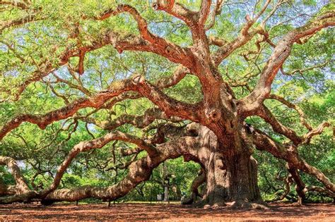 Angel Oak - Charleston SC Art Print by DCat Images | Angel oak trees, Angel oak, Unique trees