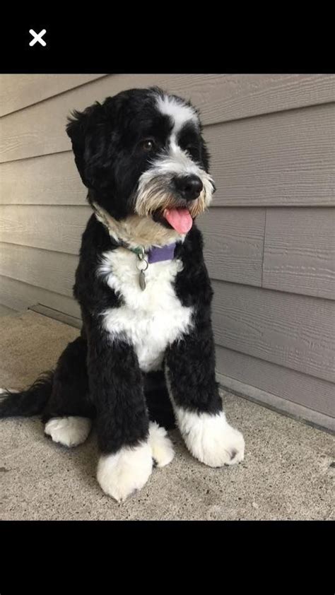 Pin on Bernedoodle Haircuts