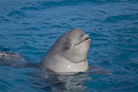 Beluga,Whale,Ontario,,Canada | Good Nature Travel Blog