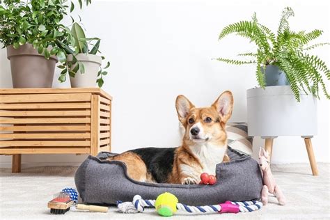 3 Dog Accessories You Didn’t Realize You Needed