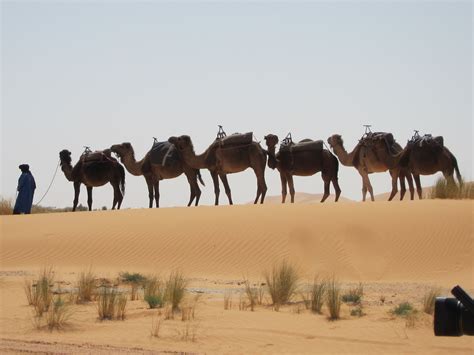 desert camels Camels, West Africa, College Life, Great Friends ...