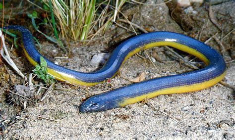 Anniella pulchra, Blue California Legless Lizard | San Louis… | Flickr