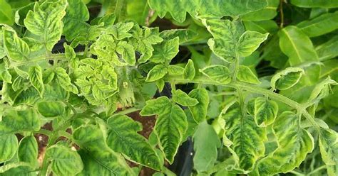 Tomato Leaf Curl: Virus, Causes and Remedies For Tomato Leaves Curling