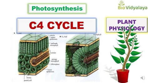 Difference Between C3 And C4 Plants - Plants BC